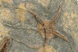 Ordovician Fossil Starfish & Brittle Star - Morocco #233041-1